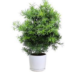 Sea Teak Plant